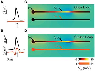 Frontiers | ELFENN: A Generalized Platform For Modeling Ephaptic ...